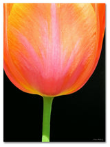'Orange Tulip' Canvas Art by Kathie McCurdy