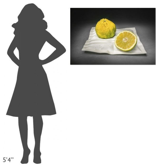 "Citrus" Stretched Canvas Giclee by Christophe Verot, 36x24"
