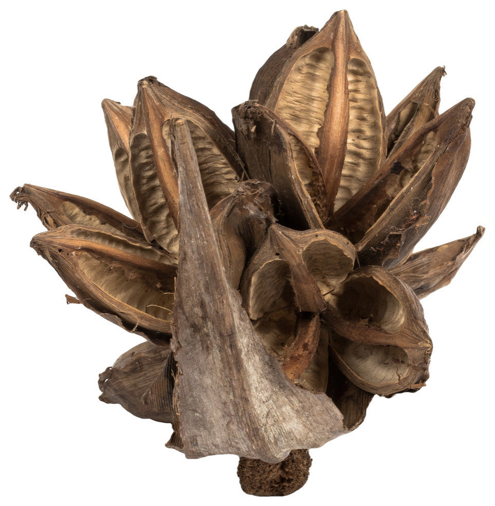 Vickerman H2Sta000 6" Natural Star Pod, 1 Piece, Dried