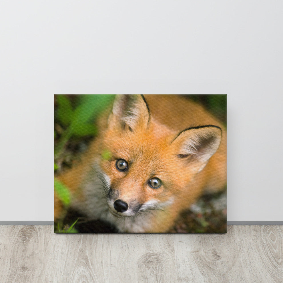 Young Red Fox Face Animal Wildlife Nature Photograph Canvas Wall Art Prints, 16" X 20"