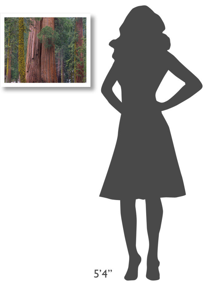 "Giant Sequoia trees, California" Digital Paper Print by Tim Fitzharris, 22"x18"