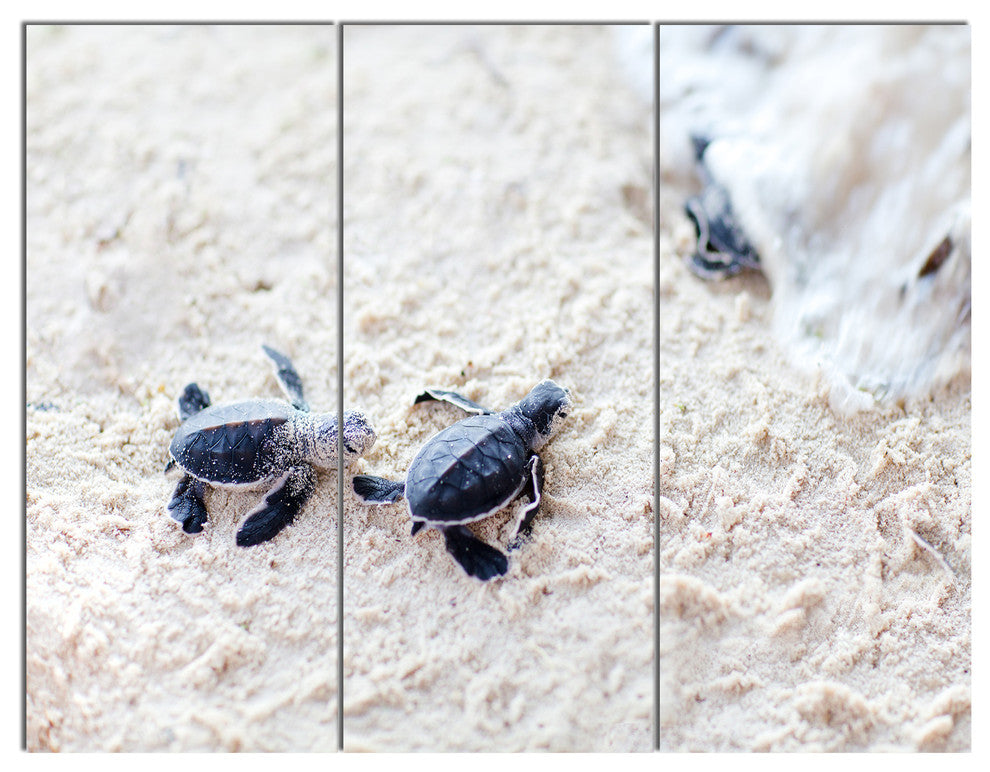 Baby Green Turtles on Sand, Oversized Animal Wall Art, 36x28, 3 Panels