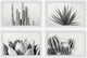 Cactus Kinds Quadriptych, 24"x16"