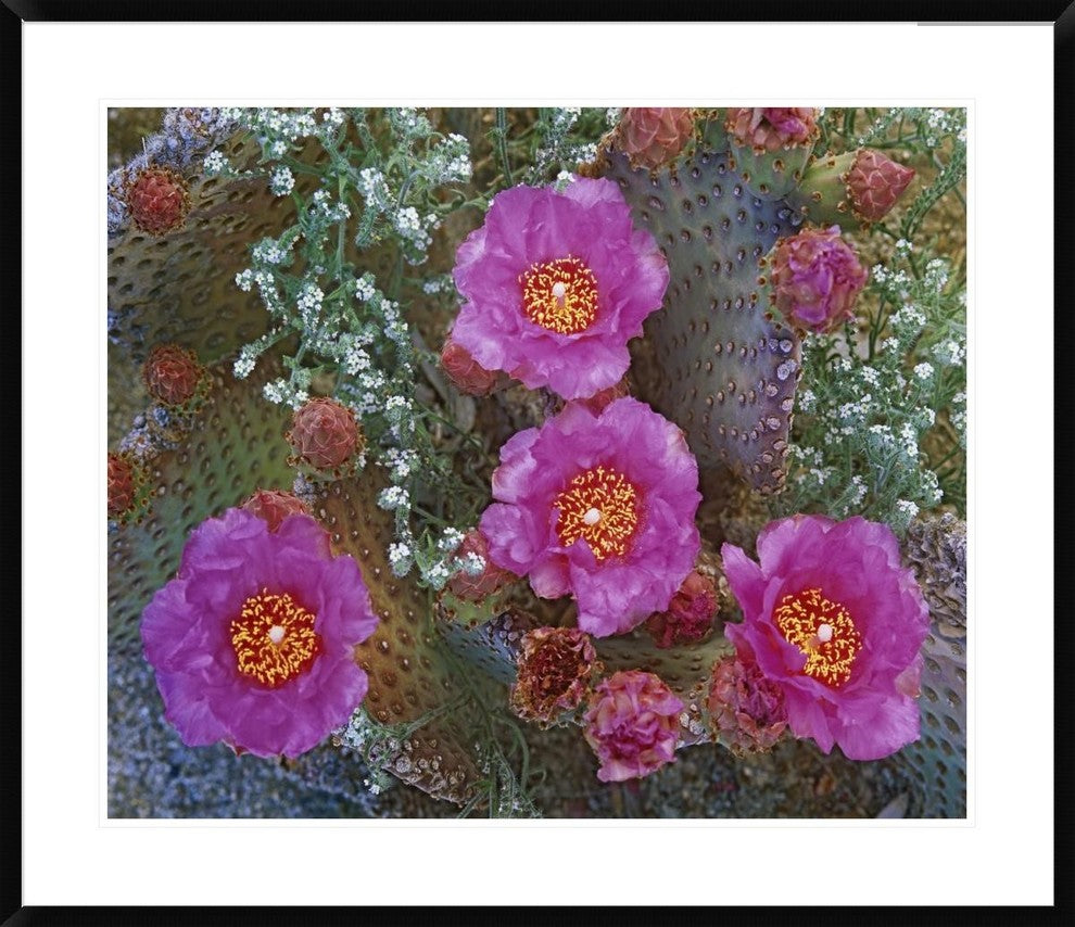 "Beavertail Cactus flowering, Arizona" Framed Print by Tim Fitzharris, 38"x32"