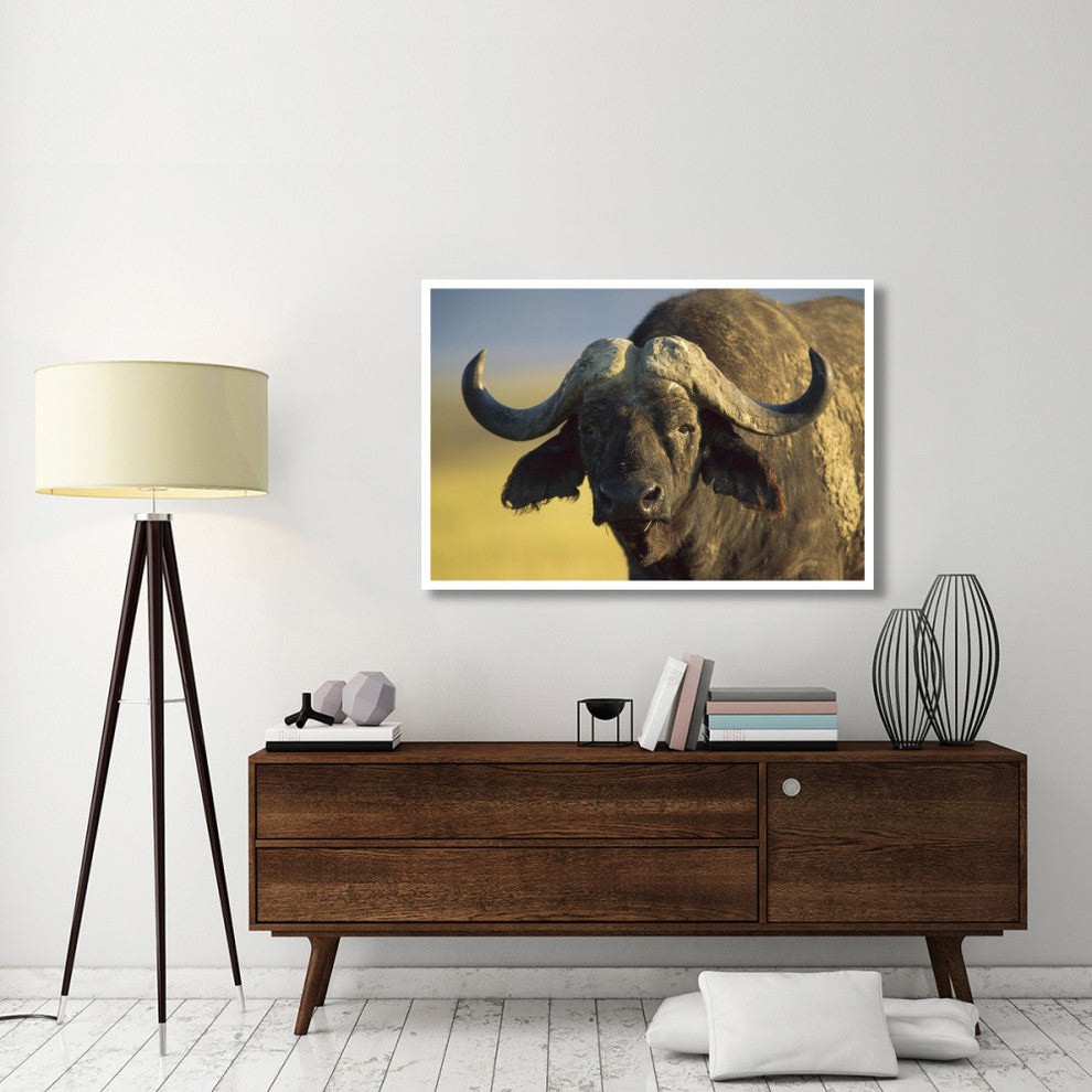 "Cape Buffalo portrait, Kenya" Digital Paper Print by Tim Fitzharris, 50"x34"
