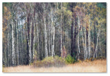 Cora Niele 'Birches' Canvas Art