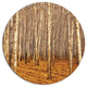 Dense Birch Forest In The Fall, Forest Round Wall Art, 36"