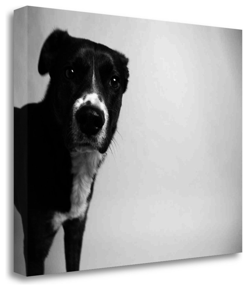 "Reilly" By Kim Levin, Giclee Print on Gallery Wrap Canvas, Ready to Hang