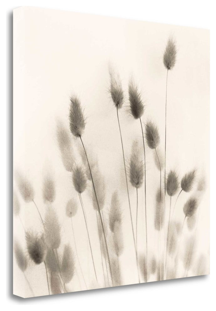 "Italian Tall Grass No. 2" By Alan Blaustein, Giclee on Gallery Wrap Canvas