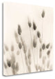 "Italian Tall Grass No. 2" By Alan Blaustein, Giclee on Gallery Wrap Canvas