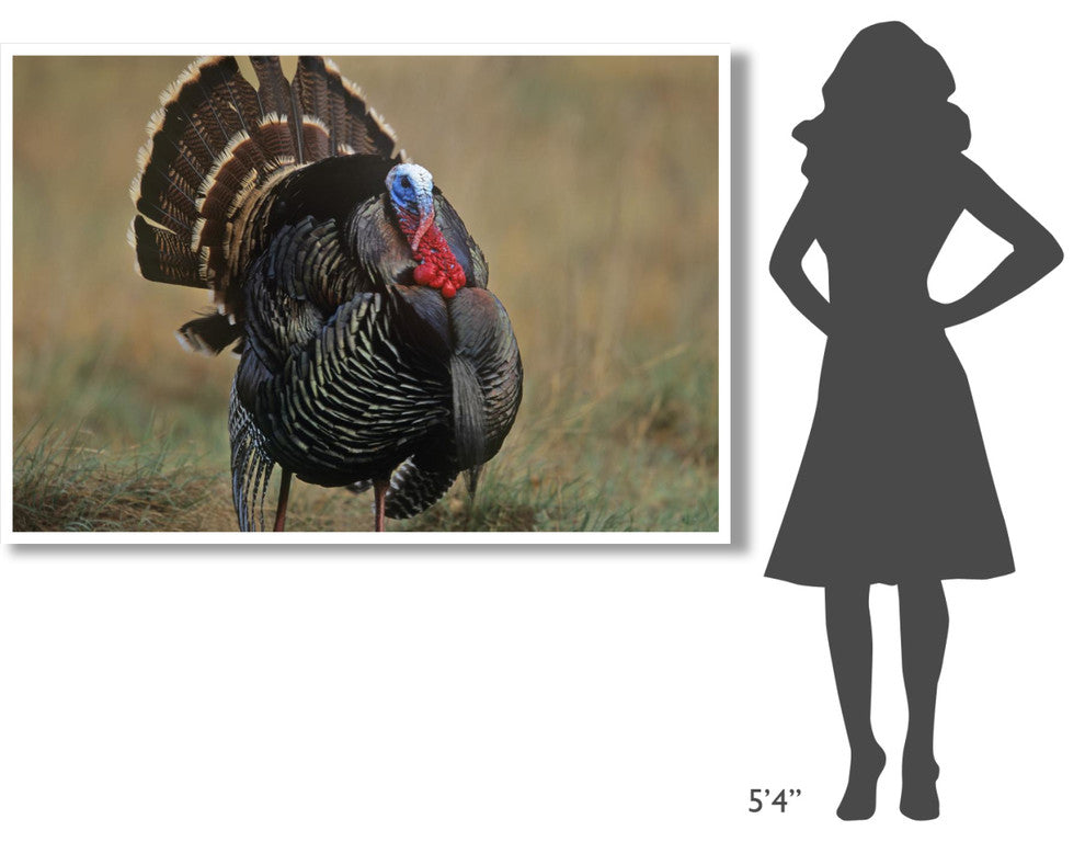 "Wild Turkey male, North America" Digital Paper Print by Tim Fitzharris, 62"x42"
