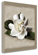 "Botanical Gardenia" By Janel Pahl, Giclee Print on Gallery Wrap Canvas