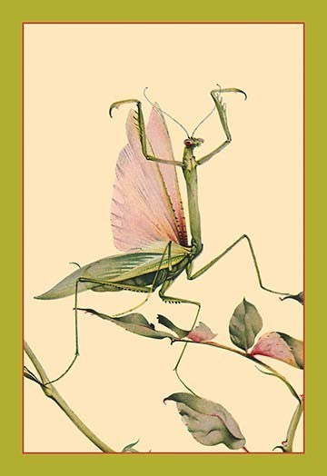 The Praying Mantis - Gallery Wrapped Canvas Art 28" x 42"