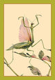 The Praying Mantis - Gallery Wrapped Canvas Art 28" x 42"