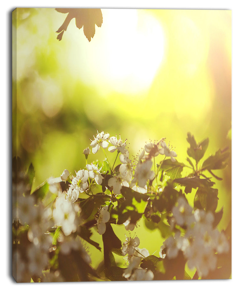 Blossom Cherry on Green Background, Floral Canvas Art Print, 30"x40"