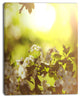 Blossom Cherry on Green Background, Floral Canvas Art Print, 30"x40"