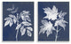 Maple Leaf Elm Stem Vintage Blue White Illustration,2pc, each 10 x 15