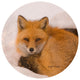 Andreas Kathy Miller Fox Trivet, 8" Round
