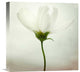 "White Cosmos" Stretched Canvas Giclee by Lotte Gronkjaer, 16"x16"