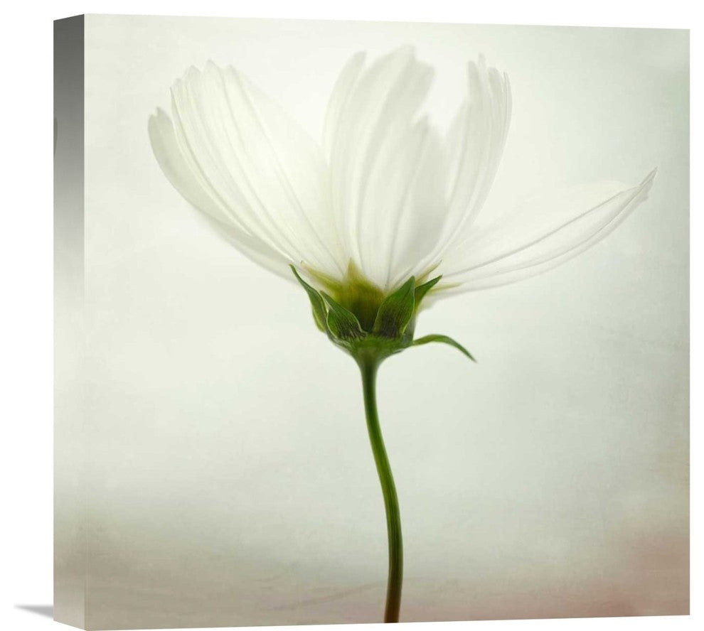 "White Cosmos" Stretched Canvas Giclee by Lotte Gronkjaer, 16"x16"