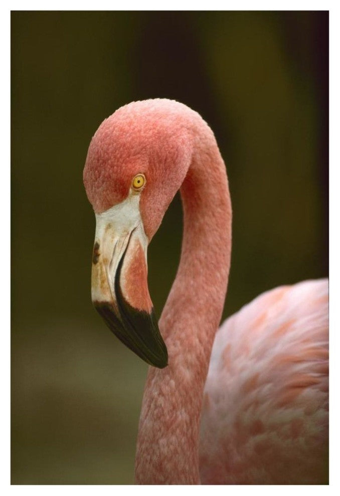 "Greater Flamingo, Caribbean" Digital Paper Print by Tim Fitzharris, 26"x38"