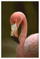 "Greater Flamingo, Caribbean" Digital Paper Print by Tim Fitzharris, 26"x38"