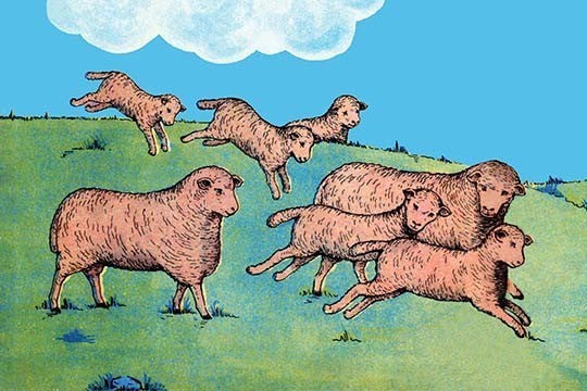 Sheep at Play- Framed Paper Poster 20" x 30"