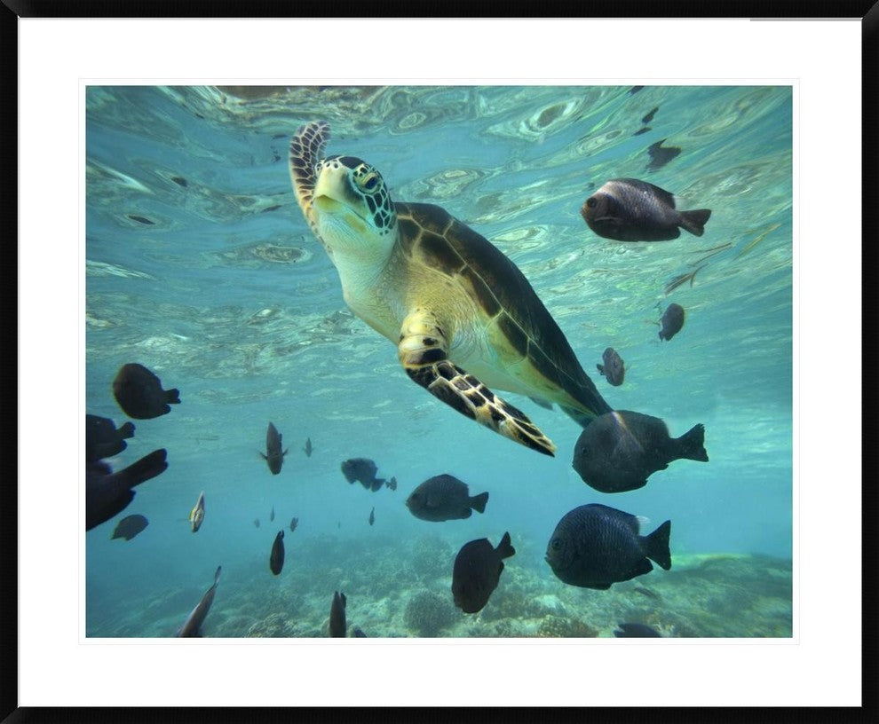 "Green Sea Turtle, Balicasag Island, Philippines"  by Tim Fitzharris, 40x32"