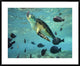"Green Sea Turtle, Balicasag Island, Philippines"  by Tim Fitzharris, 40x32"