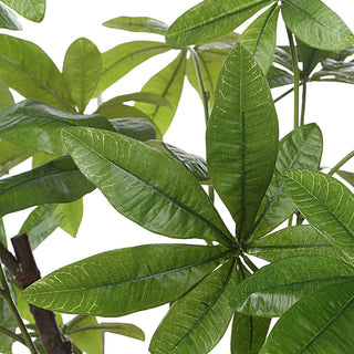 Close-up detail of Pachira Money Tree leaves on white background (alternate_white_close).