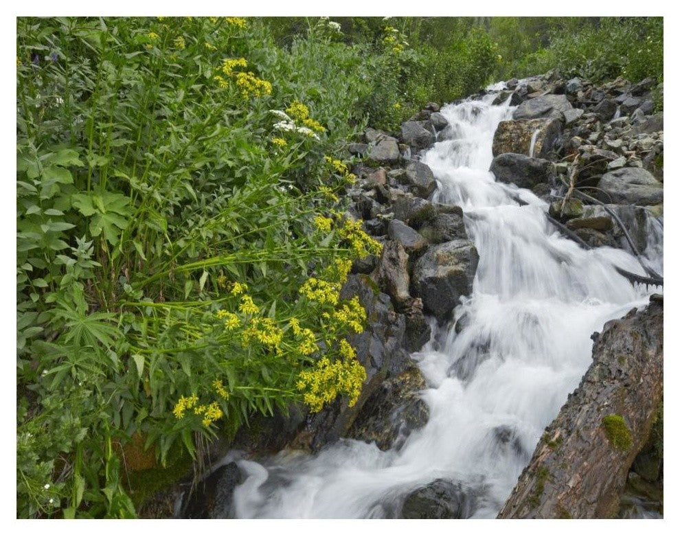 "Creek near Silverton, Colorado" Digital Paper Print by Tim Fitzharris, 18"x14"