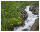 "Creek near Silverton, Colorado" Digital Paper Print by Tim Fitzharris, 18"x14"