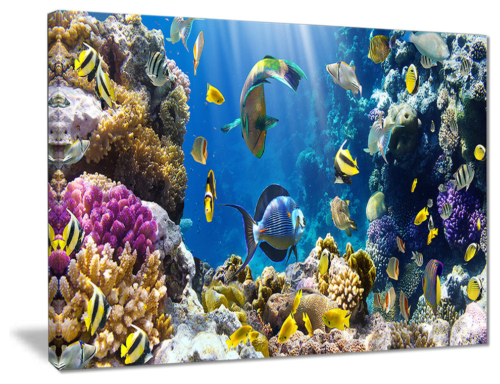 "Fish in Coral Reef" Seascape Photography Canvas Print, 40"x30"