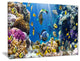 "Fish in Coral Reef" Seascape Photography Canvas Print, 40"x30"