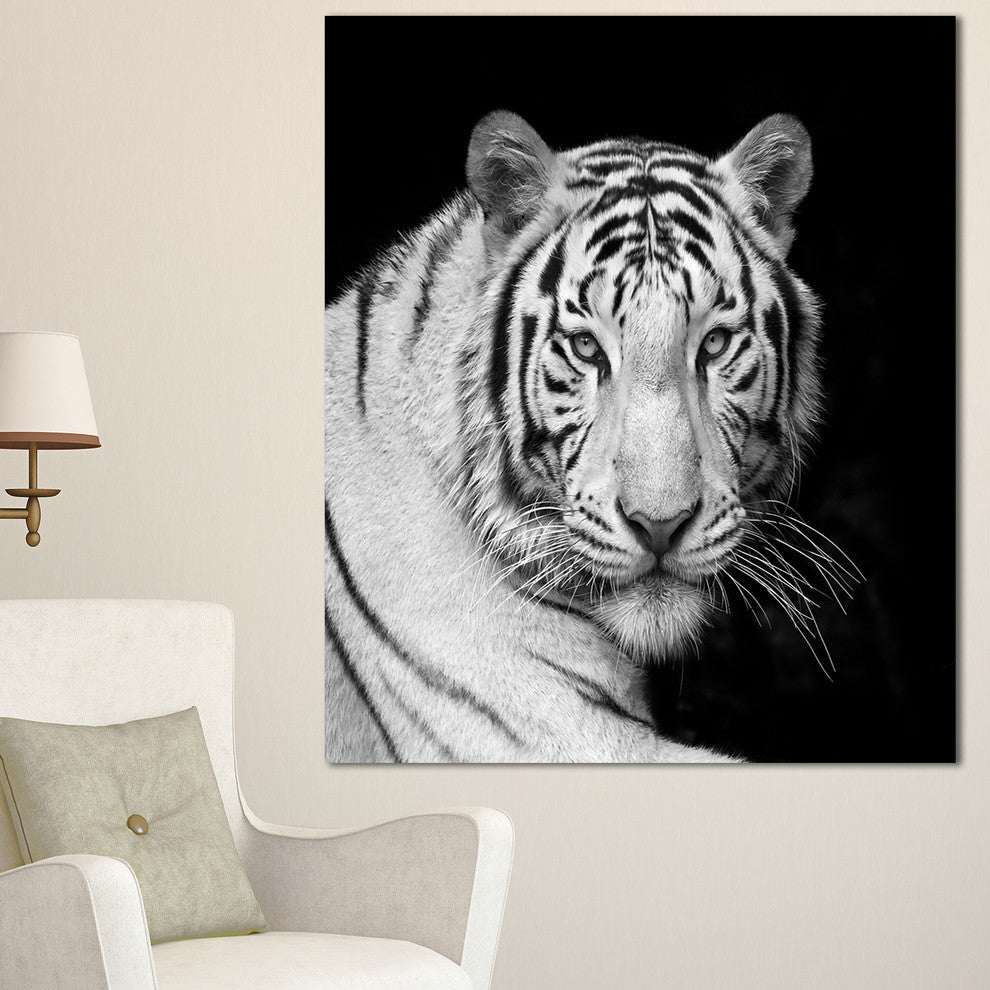 Staring Bengal White Tiger, Contemporary Animal Art Canvas, 30"x40"