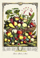 Large Array of Fruits - Gallery Wrapped Canvas Art 28" x 42"
