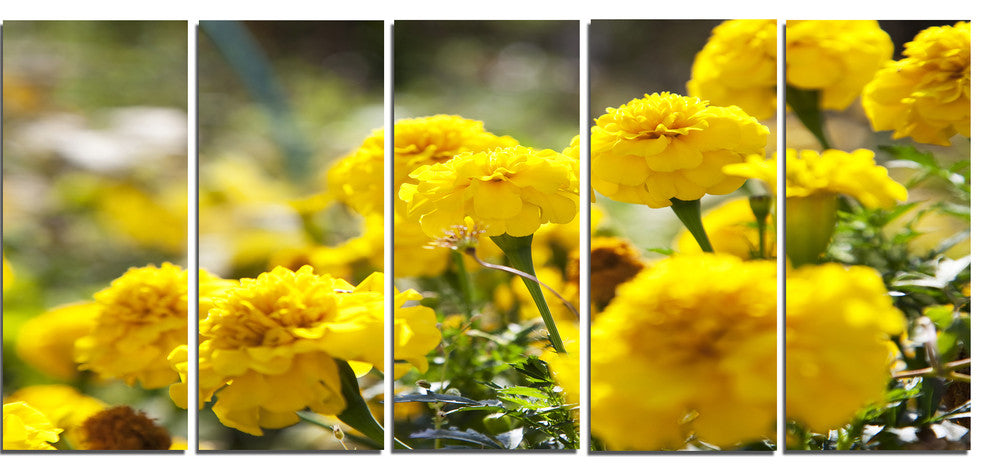 Bright Yellow Marigold Flowers, Floral Canvas Art Print, 60"x28", 5 Panels
