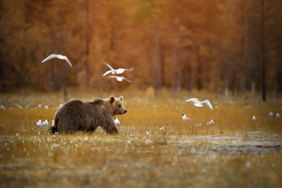 Brown Bear Crossing Marshlands Wildlife Landscape Photo Canvas Wall Art Print, 24" X 36"