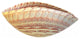 Murano Glass Shell Bowl, Ivory Red, 9"x16"x7.5"
