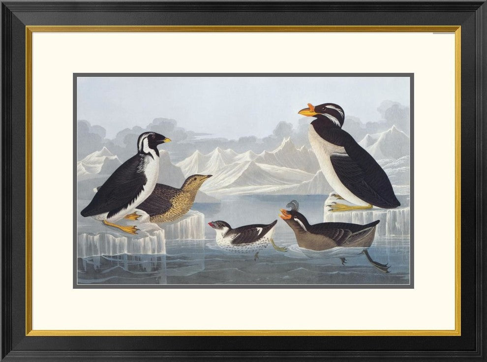 "Black-throated Guillemot and Nobbed-billed Auk"  by John James Audubon, 32x24"