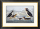 "Black-throated Guillemot and Nobbed-billed Auk"  by John James Audubon, 32x24"