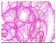 Pink Pattern on White Background, Abstract Triptych Canvas Art, 36x28, 3 Panels