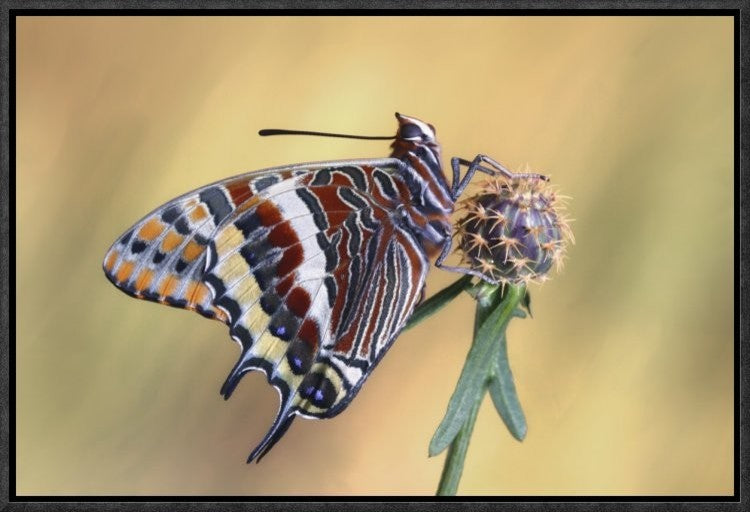 "La Mariposa Del Madroa" Framed Canvas Giclee by Jimmy Hoffman, 19x13"