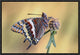 "La Mariposa Del Madroa" Framed Canvas Giclee by Jimmy Hoffman, 19x13"