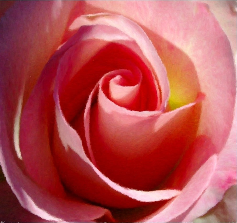 Our Original Collection Gorgeous Pink Rose, Gallery Wrapped Canvas, 20"x20"