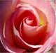 Our Original Collection Gorgeous Pink Rose, Gallery Wrapped Canvas, 20"x20"