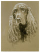 "Field Spaniel" by Barbara Keith, Canvas Art