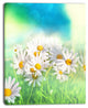 Little White Chamomiles in Garden, Floral Canvas Art Print, 12"x20"