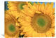 "Common Sunflower Group Showing Symmetrical Seed Heads, North America" Artwork