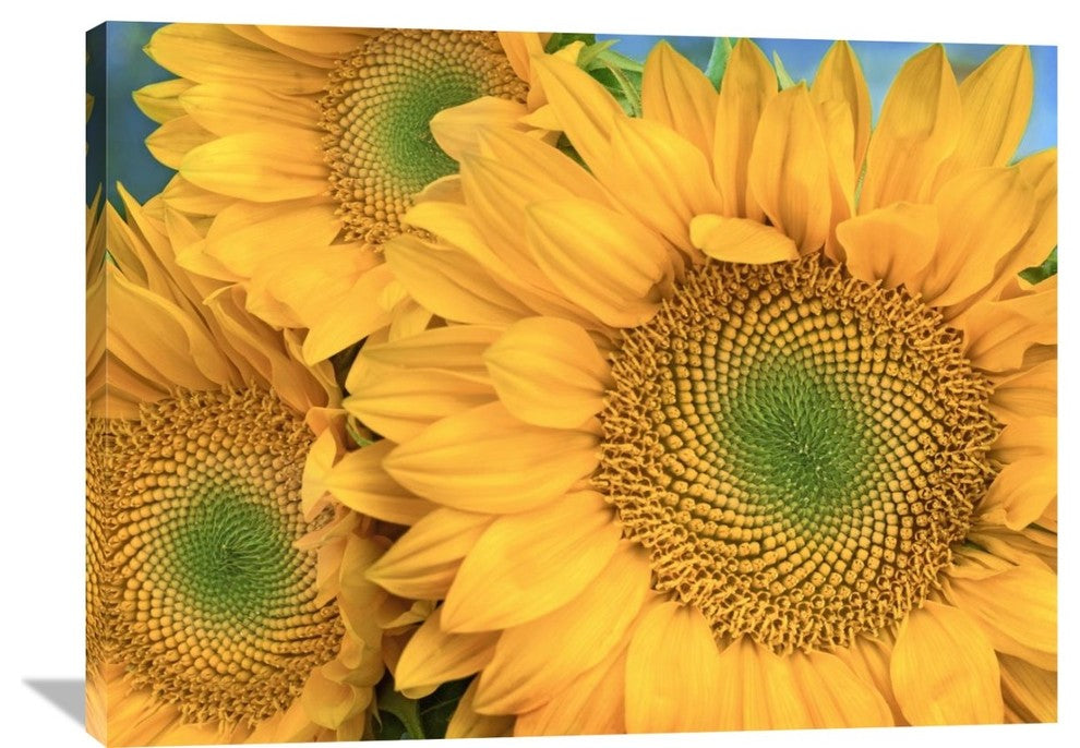 "Common Sunflower Group Showing Symmetrical Seed Heads, North America" Artwork